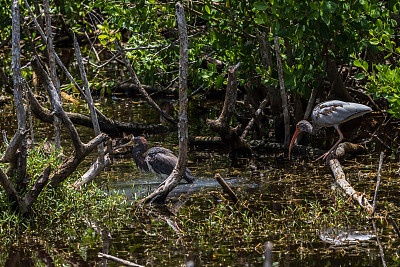 幼年白朱鹭，三色苍鹭，斑驳鸭，J.N.“丁”达林国家野生动物保护区，萨尼贝尔岛，美国佛罗里达州