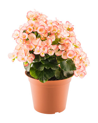 室内植物