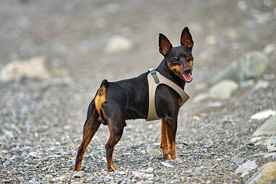 刚毛小猛犬