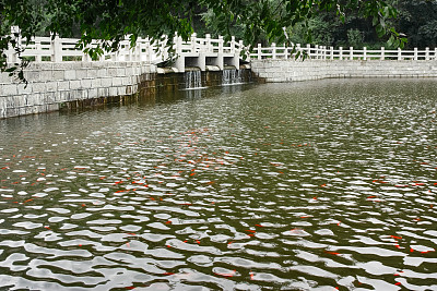 有锦鲤和白桥的中国池塘