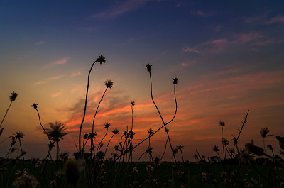 在黄昏天空背景上的草的剪影