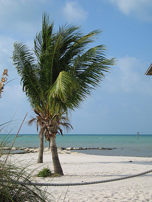 西礁岛棕榈树