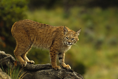 美洲山猫