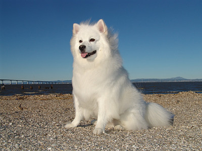 爱斯基摩犬