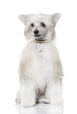中国冠毛犬