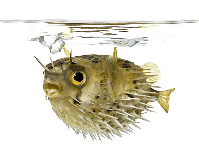 刺河豚