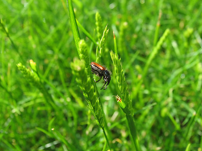 甲虫