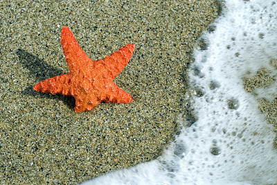 海星在靠近海浪的沙滩上