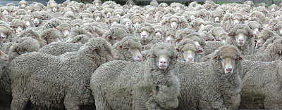 一群灰色毛茸茸的绵羊望着观众