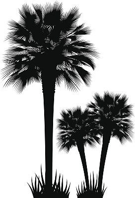 原始设计的黑色棕榈树