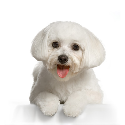 马尔他犬