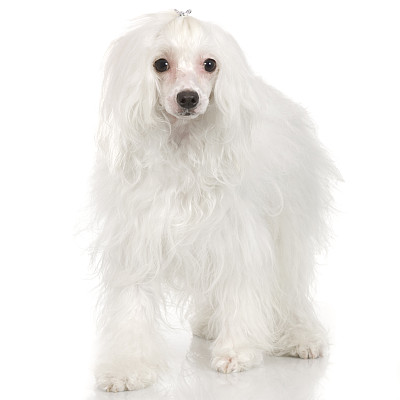 中国冠毛犬