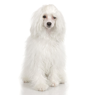 中国冠毛犬