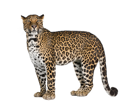 野猫