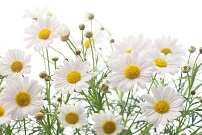 甘菊花