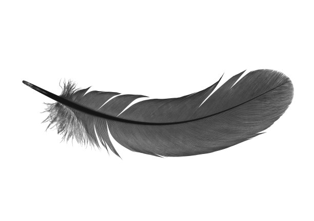 feathers