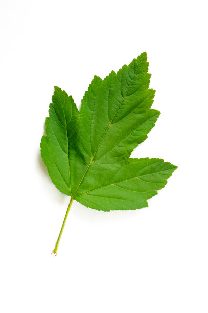 叶子,枝,植物