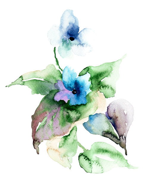 番红花属,花簇,堇菜属