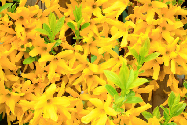forsythia