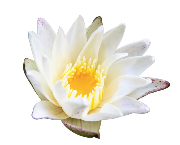 睡莲,花簇,荷花
