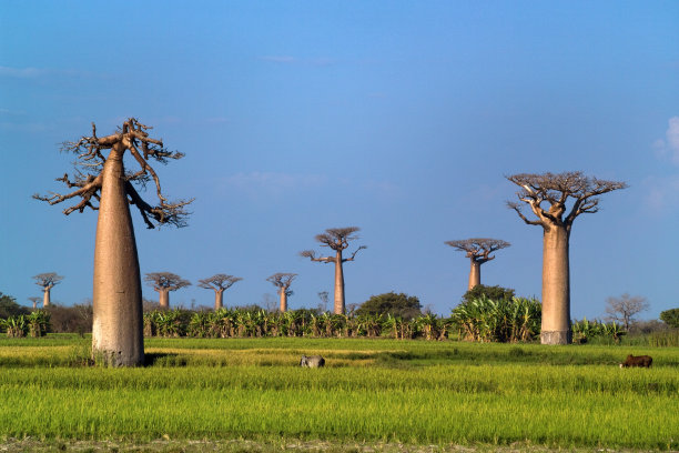 baobab