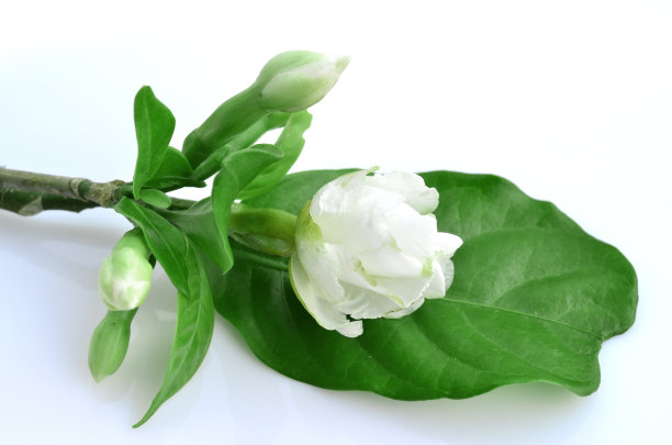 栀子,植物学,叶子