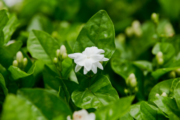 花簇,花,茉莉