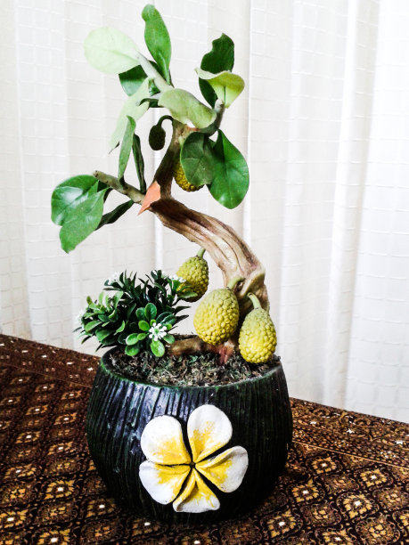 盆景,植物学,叶子