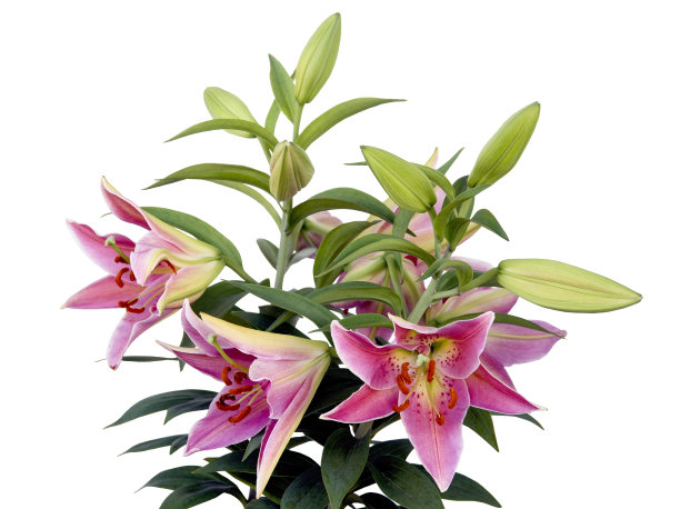 百合花,仅一朵花,百合科