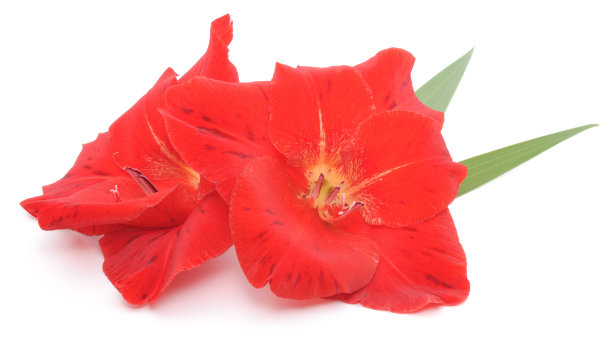 剑兰,花簇,花