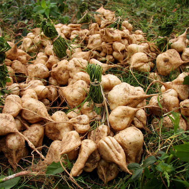 豆薯,豆,山药