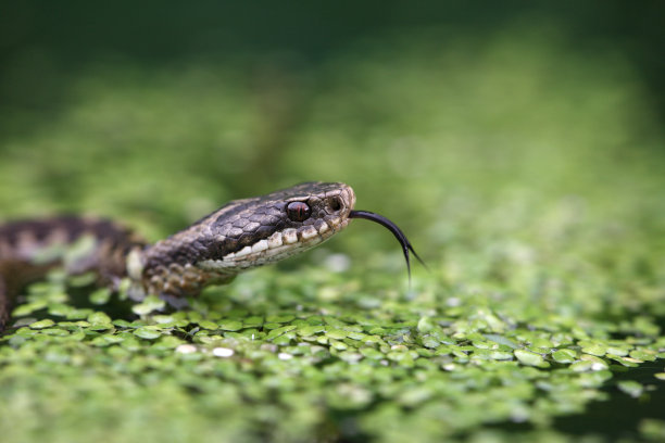 atheris