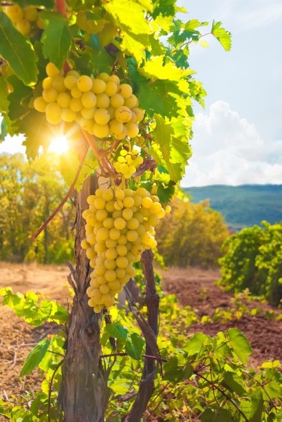 vineyard