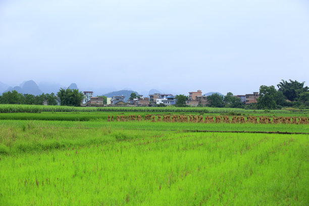 广西黑甘蔗