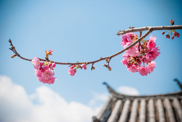 大理新年背景