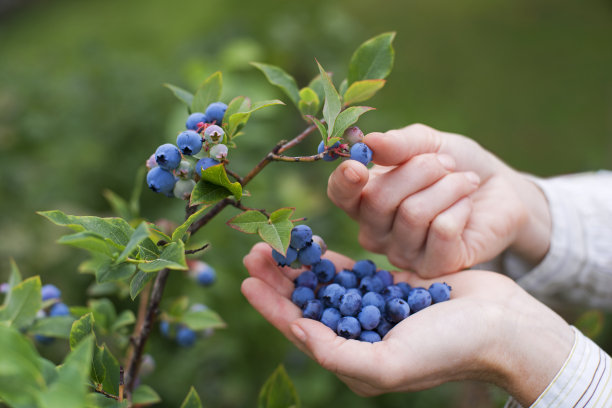 ericaceae