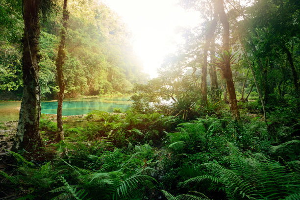jungle