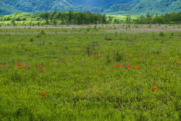 杜鹃花与白桦树,春季