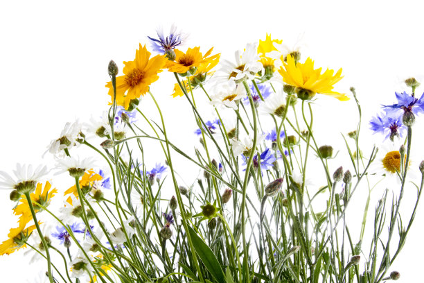 wildflowers