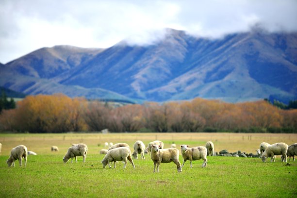 lamb