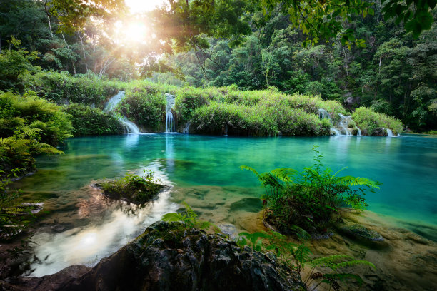 jungle