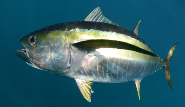 tuna