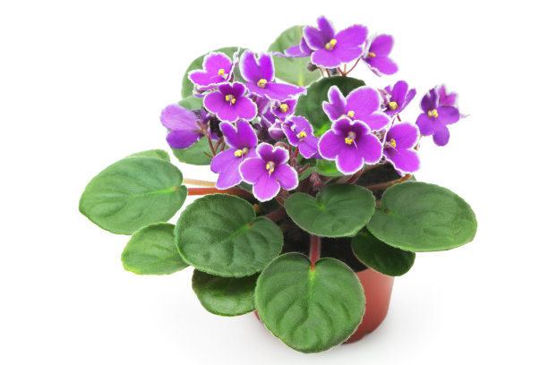 非洲堇,花簇,仅一朵花