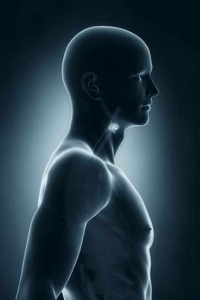 thymus
