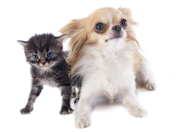 纯种猫,小猫,哈巴狗