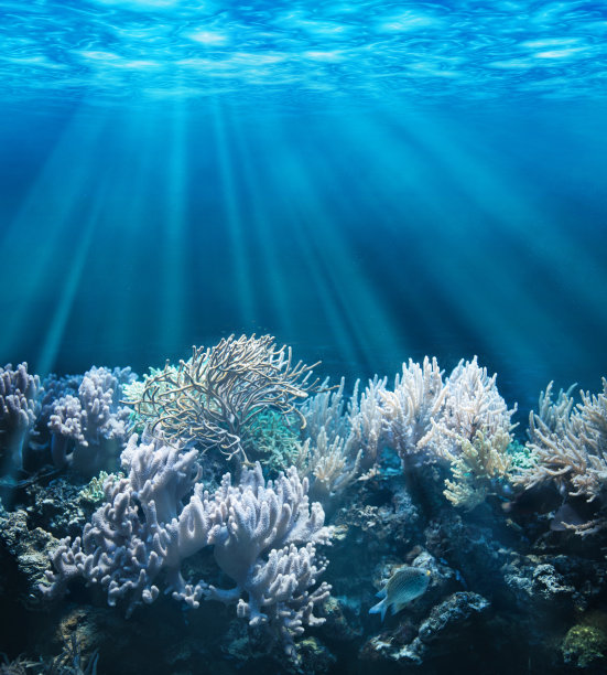 海底的珊瑚礁