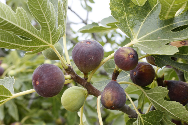 ficus