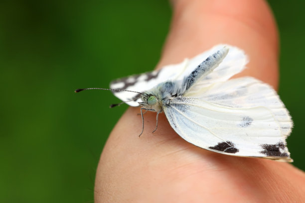 pieris