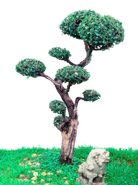 黄杨木,植物学,叶子