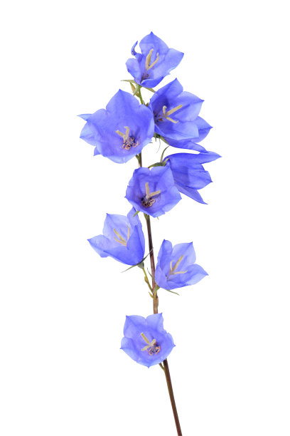 hyacinthoides